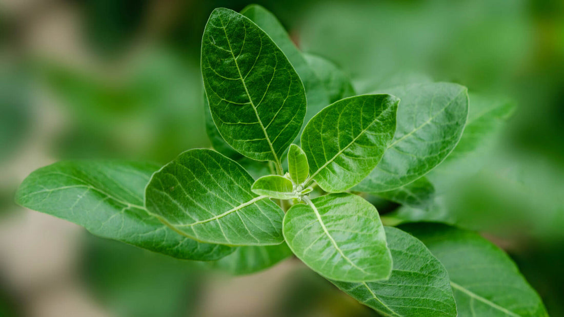 ashwagandha plante