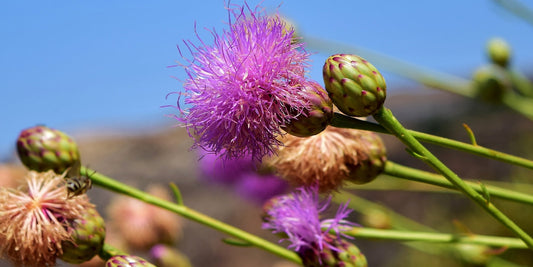 Chardon-Marie : un boost de bienfaits naturels pour le foie