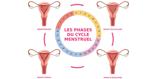 Cycle menstruel : quelles phases, quelle durée, comment le calculer ?