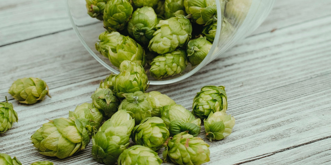 Les bienfaits du houblon