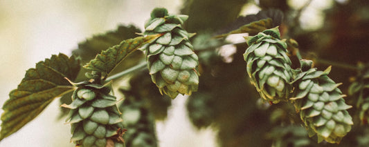 Houblon plante