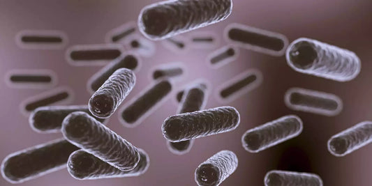 Microbiote et immunité : Ce que révèle la science (2026)