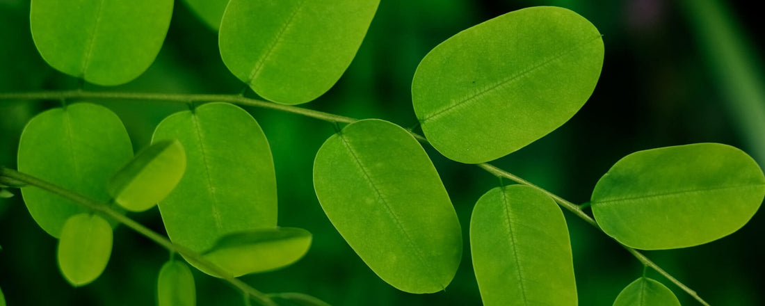 moringa