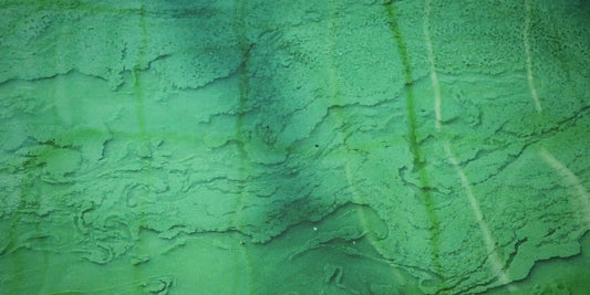 spiruline quand la prendre